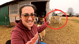 The Next Best Thing ♥ | (Disease Testing Goats & MultiSpecies Processing Day) | Farm Life VLOG