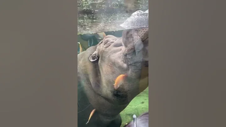 木柵動物園｜犀牛｜河馬｜四個孩子 - 天天要聞