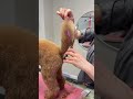 #doggroomer #grooming #dogtok #puppy #pets #airedale #poodle #petgrooming #toypoodle #cutedog