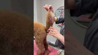 #doggroomer #grooming #dogtok #puppy #pets #airedale #poodle #petgrooming #toypoodle #cutedog