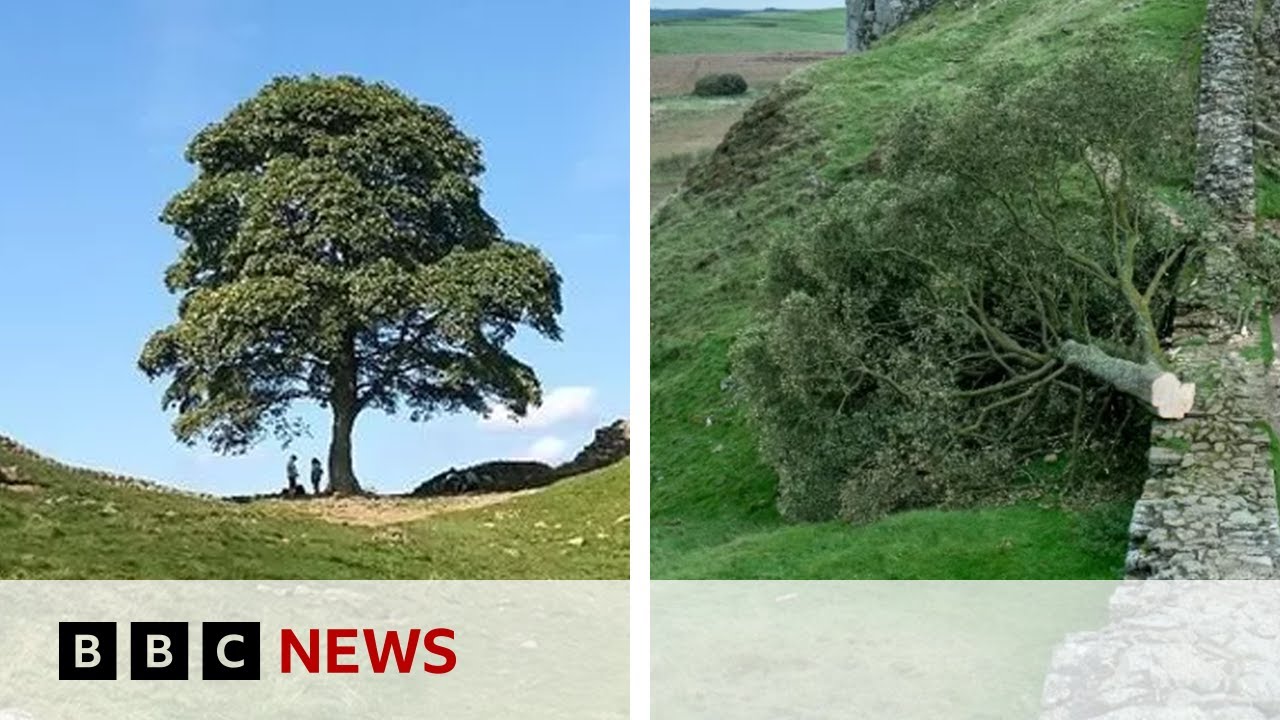 Sycamore Gap: Boy, 16, arrested after Hadrian’s Wall tree felled – BBC News