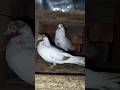 High flying giribaz awaaz...pair pigeon...#kabutar #flying #shorts #birds