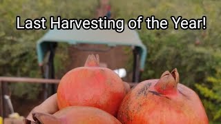 Last Pomegranate fruits Harvester of the Year!#fruits #pomegranate #anar#bidada #pomegranatefarming
