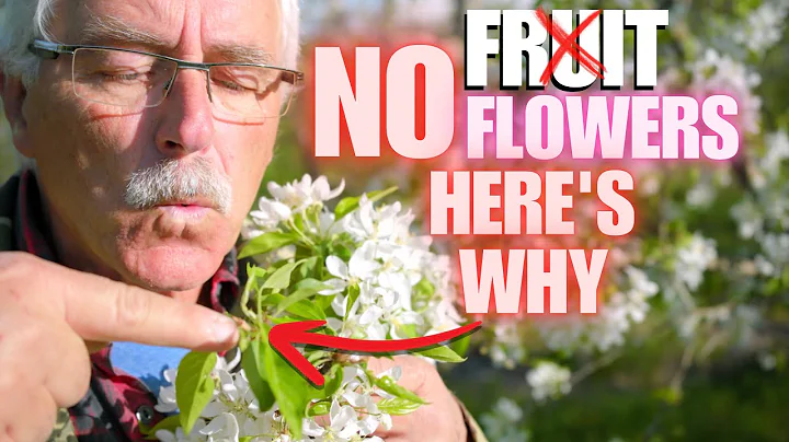 THIS is (probably) WHY your Fruit Tree isn’t PRODUCING FRUIT/FLOWERS