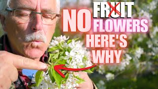 8 reasons WHY your Fruit Tree isn’t PRODUCING FRUIT/FLOWERS