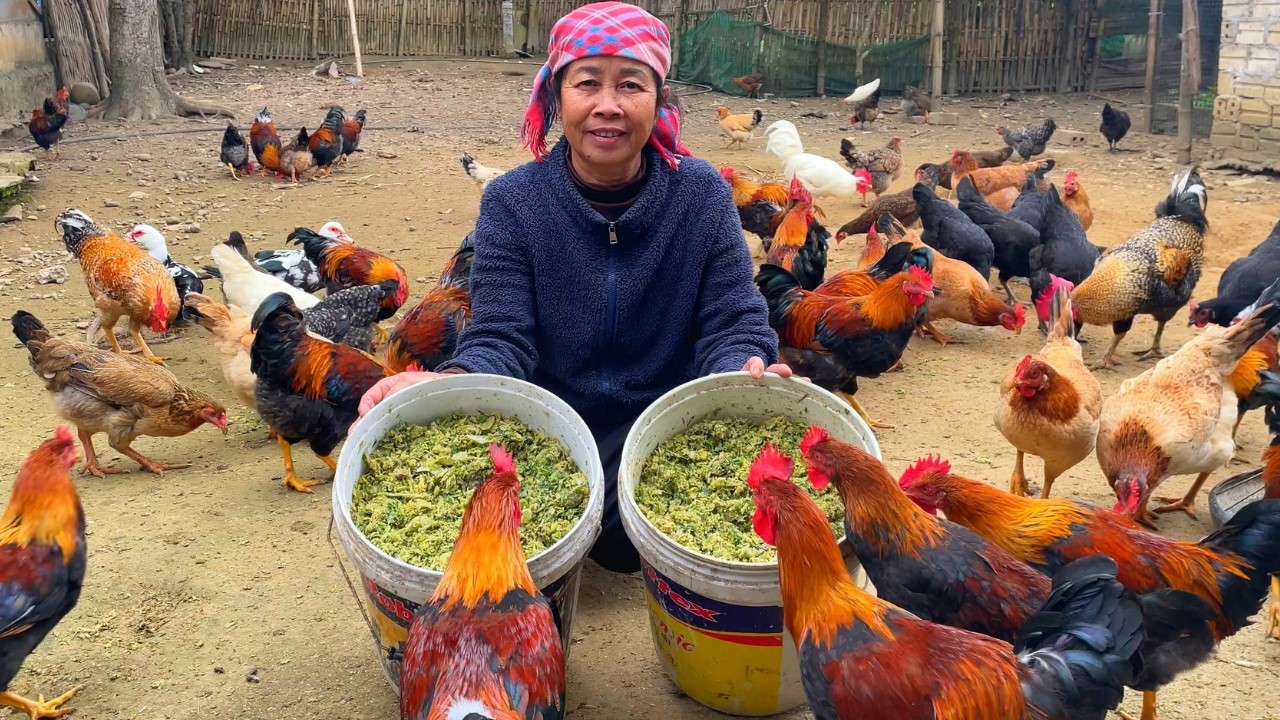 Корм для кур из ферментированной капусты – недорогой, простой в приготовлении, и куры его обожают!