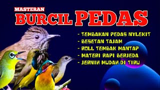 Masteran Burcil Pedas Suara Nylekit  Roll Mantap Bikin Gacor Cepat  Mudah Di Tiru