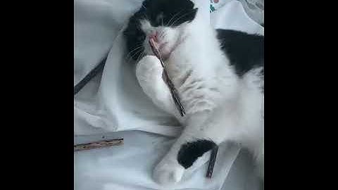 Cat  Silvervine Sticks