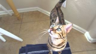 Hungry Bengal Kitten  1 Yr Later