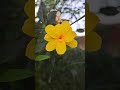 florecita amarilla #arbustos #arbusto #setos #plantas #jardines #gardenplants