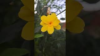 florecita amarilla #arbustos #arbusto #setos #plantas #jardines #gardenplants