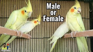 Cocktail male female difference | Cockatiel bird male and female difference