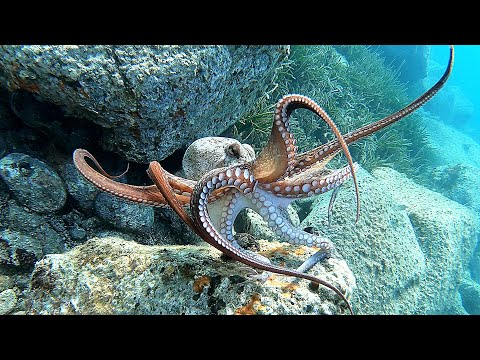 DENİZİN DERİNLİKLERİNDE YAŞAYAN CANLILAR | Ahtapot,İstiridye,Deniz Kestanesi vs.🐙🐚