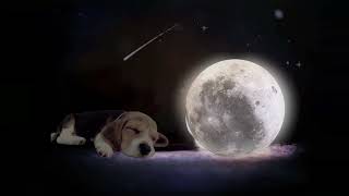 🐾🐾Make A Dog Sleep All Night 🐾🐾 by Sound Sanctuary for Pets 343 views 1 year ago 1 hour