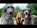 WOLF KILLERS The Scottish Deerhound WOLF KILLERS The Scottish Deerhound