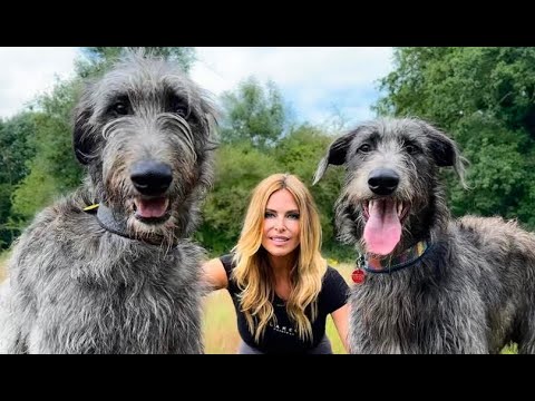 WOLF KILLERS? - The Scottish Deerhound - YouTube