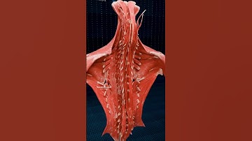 Muscles of the Back ♻️♀️