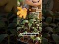 Bila Masa Sesuai Untuk Pindah Anak Pokok Ke Pasu?