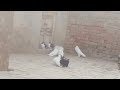 All pigeon meeting birds best quality irfan85f