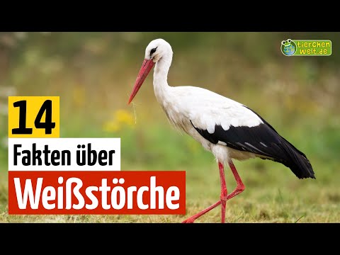 Video: Storch Und Seine Aquarellblumen. Wachsen, Pflege, Typen. Foto