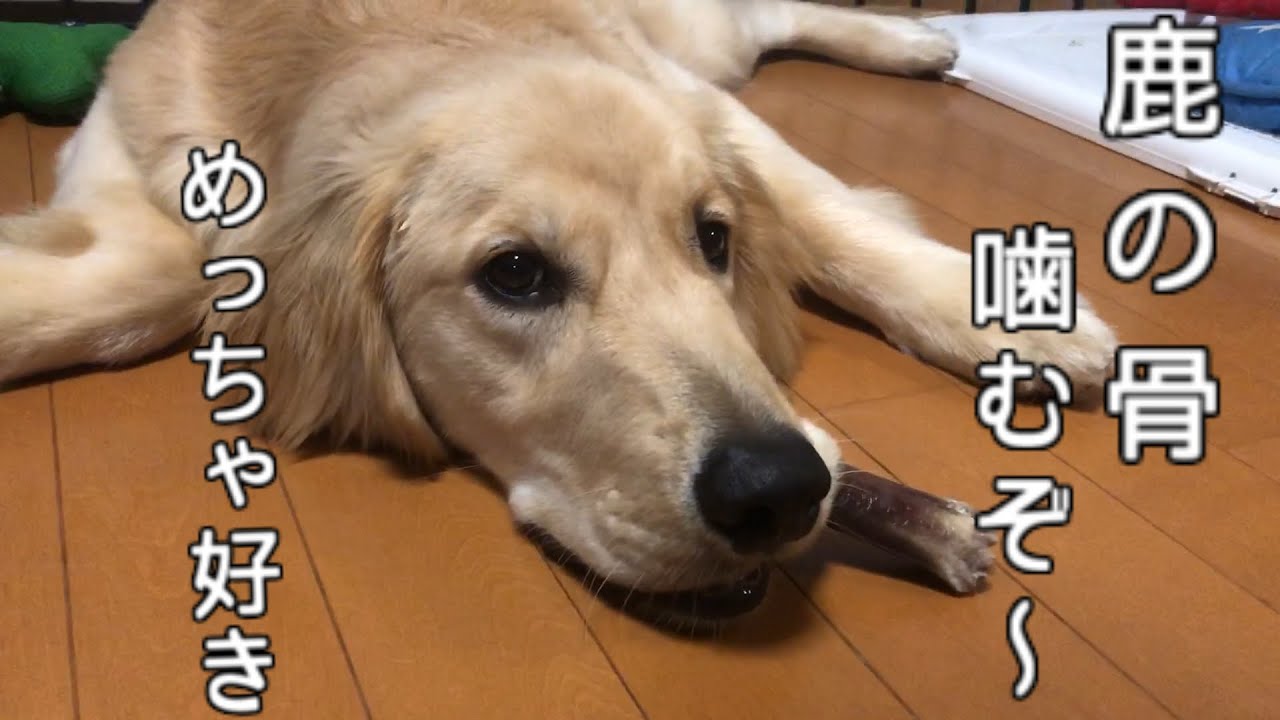 鹿の骨がおいしいゴールデンレトリーバーかいり君 16 Youtube