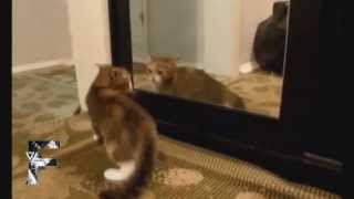 Cats Supercut Compilation 2014