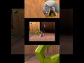 Spyro's EPIC Adventure: Gems, Lava &amp; Saving Sparx! #shorts