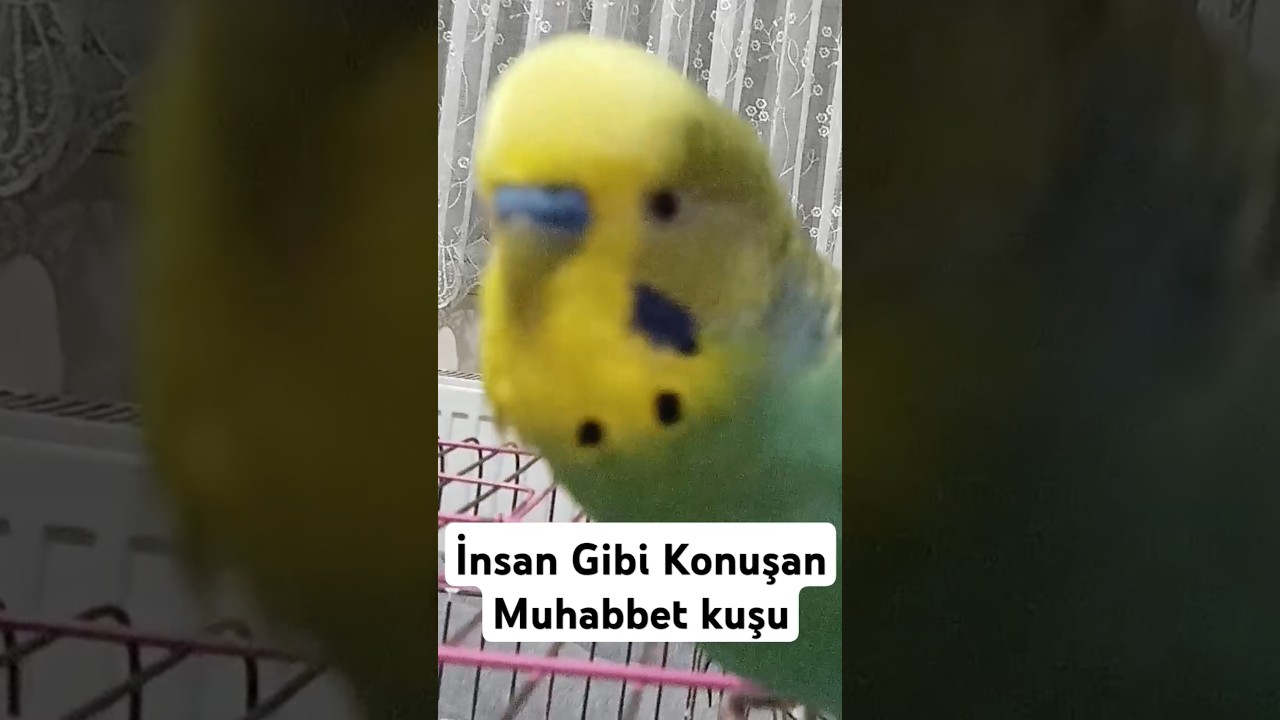 İnsan gibi Konuşan #muhabbetkuşu #muhabbetkuşufıstık #birds #budgies #parrot #muhabbetkuşu