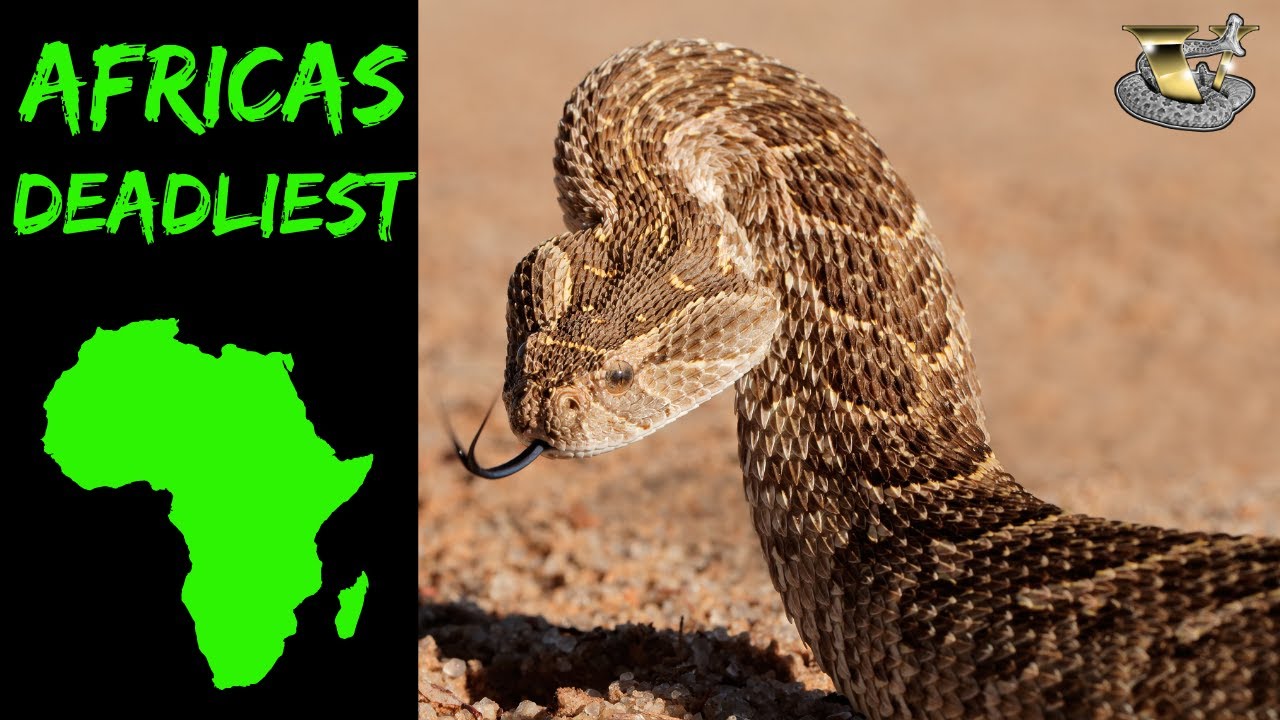 Puff Adder vs Gaboon Viper vs Black Mamba Fangs in Your Face YouTube