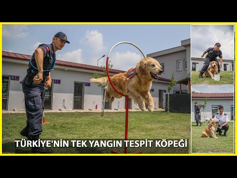 Jandarma Köpeği 'Kadro',