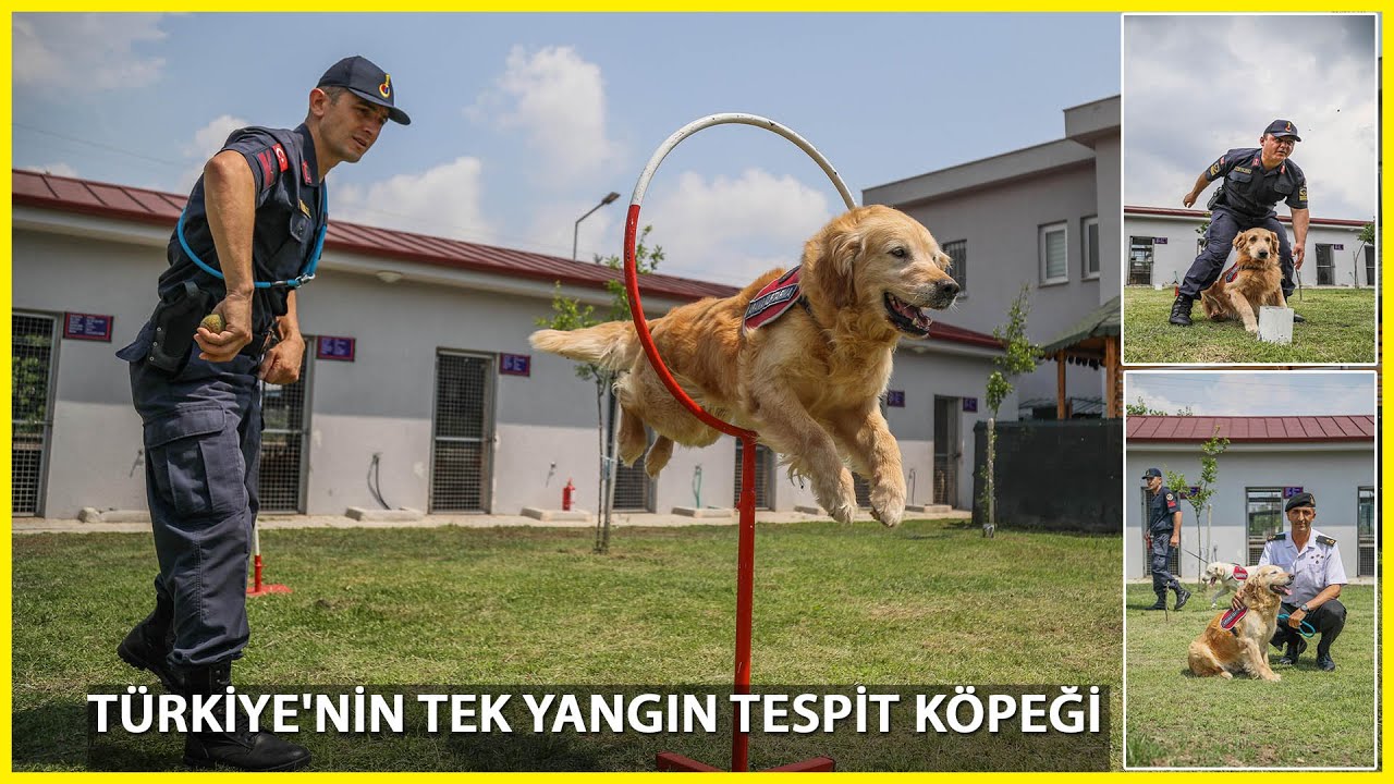 Jandarma Köpeği 'Kadro', Hassas Burnuyla Kundaklamayı Tespit Ediyor