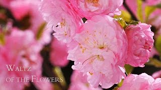 Blooming Flowers - Time Lapse - Watch Flowers Bloom Before Your Eyes