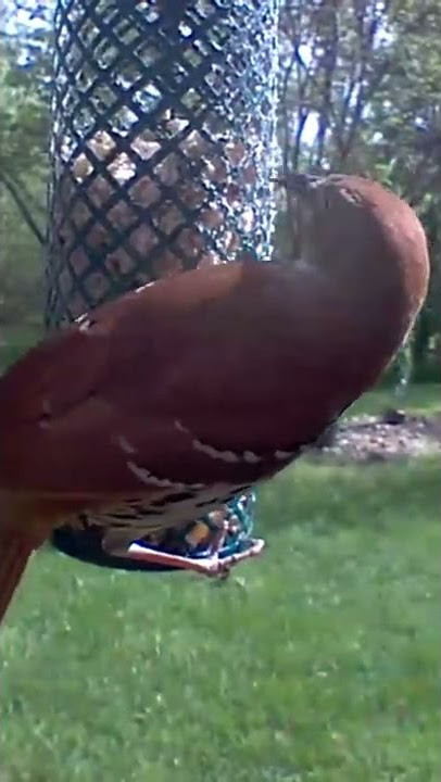 Northern Mockingbird knocks Brown Thrasher off feeder