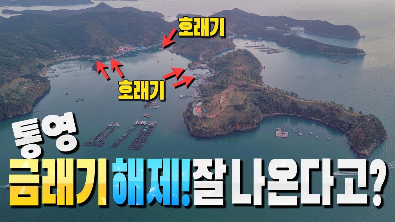통영에 호래기가 잘 나온다고?! 금래 기 해제~~(호래기 라면 먹고 가시겠습니다)