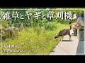 古民家の草刈りに、頼もしい助っ人が現れました。【空き家再生】