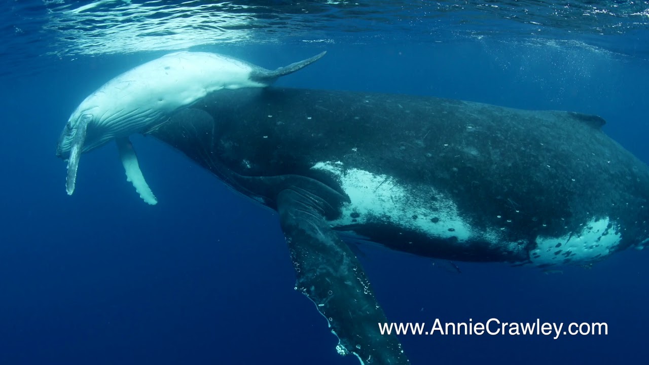 Mother And Baby Humpback Whale