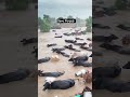 #panjab #viral