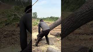 Wie ein einziger Schnitt einen Baum in Sekunden fällt – und warum das auf Dauer teuer wird