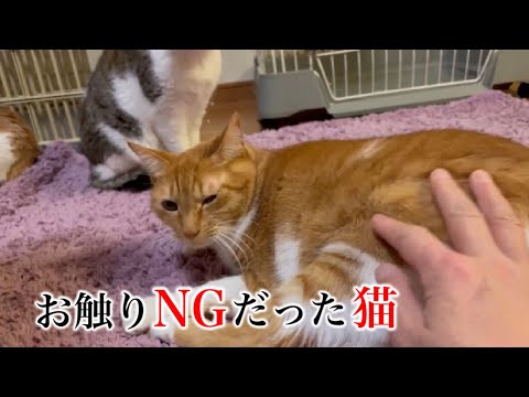 人馴れNO！お触りNO！】家庭内野良猫リンちゃんの最近の変化 - YouTube