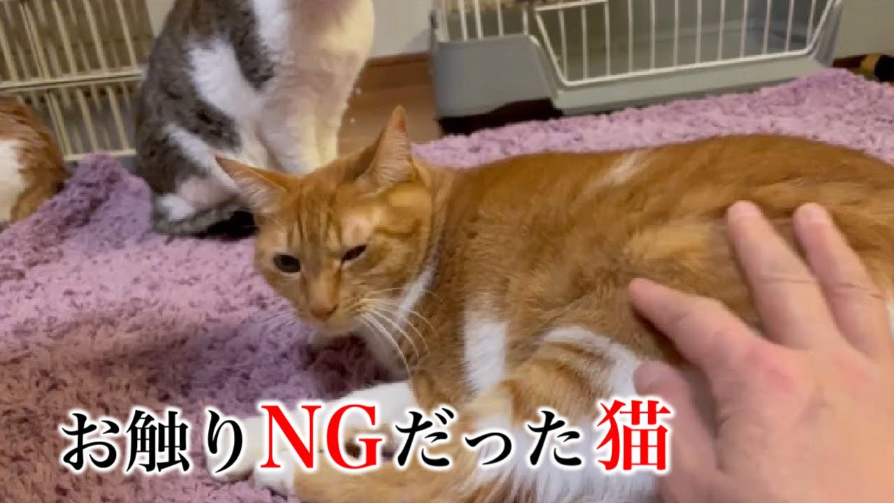人馴れNO！お触りNO！】家庭内野良猫リンちゃんの最近の変化 - YouTube