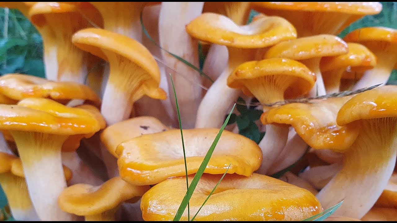 Omphalotus illudens - Jack o' Lantern