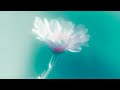 AVAION Oskar Med K Can T Find You Official Visualizer AVAION Oskar Med K Can T Find You Official Visualizer