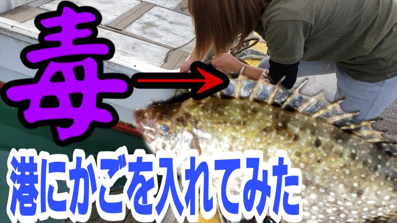 危険生物 毒棘アイゴ 港にかごを入れてみた 糸魚川姫川港 Youtube 危険生物 毒棘アイゴ 港にかごを入れてみた 糸魚川姫川港 Youtube