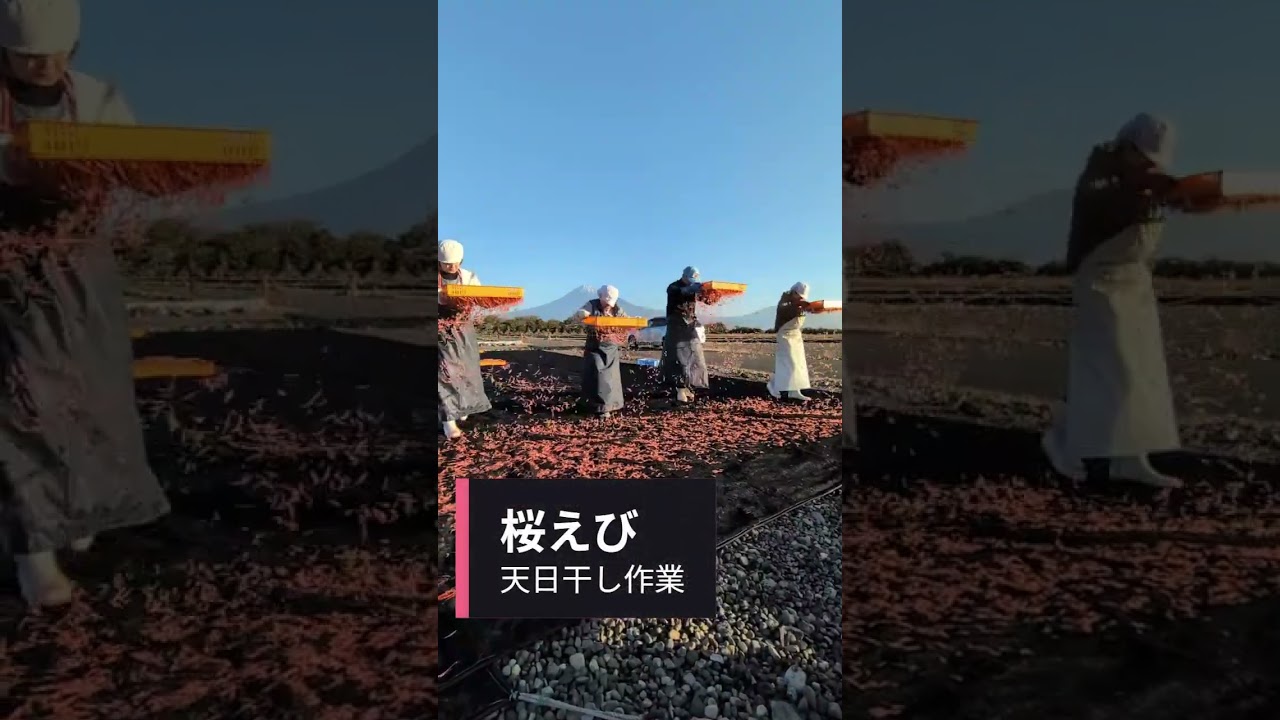 静岡の海の幸セット通販｜桜えび・しらす・うなぎ｜【公式】桜えび