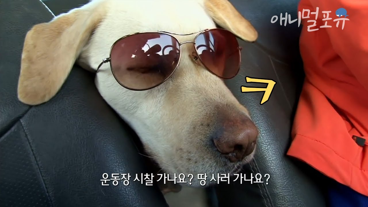 누가 리트리버가 얌전하다 했나요..? 얼굴도 짱구, 하는 짓도 짱구인 사고뭉치 레오ㅋㅋㅋ🐶 | 아가씨와 건달들 EP1 | KBS ...