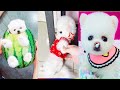 Tik Tok Chó Phốc Sóc Mini 😍 Funny and Cute Pomeranian #317