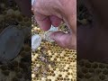 Catch the old bee king out of the hive.