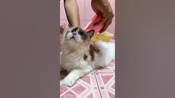 Watch the video about Cute adorable ragdoll cat meowing when being bathed #cat #cats #cutecat #catlovers #gato #ragdoll