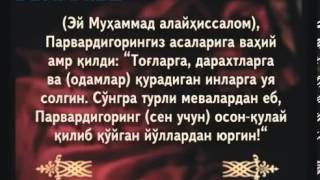 Урғочи асалари