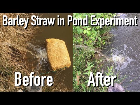 Hoe te controleren algengroei in Ponds - Part # 2